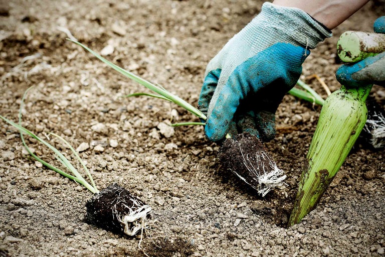 Une personne plante de jeunes plantes dans le sol avec des gants et un plantoir.