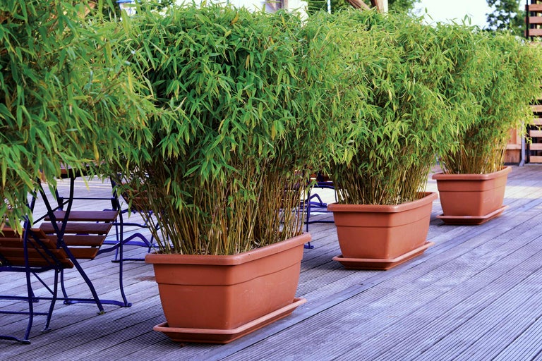 Plusieurs plants de bambou dans des jardinières sur une terrasse