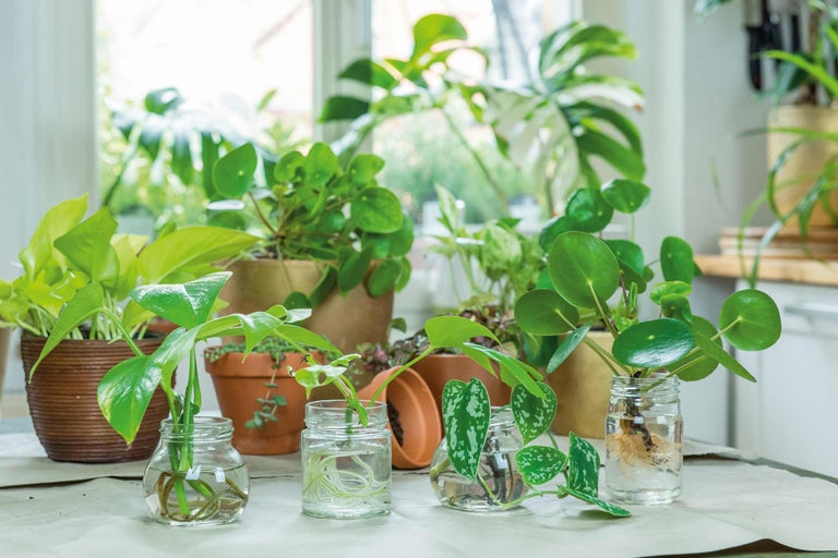 Plantes d'intérieur en pot et vases en verre sur une table