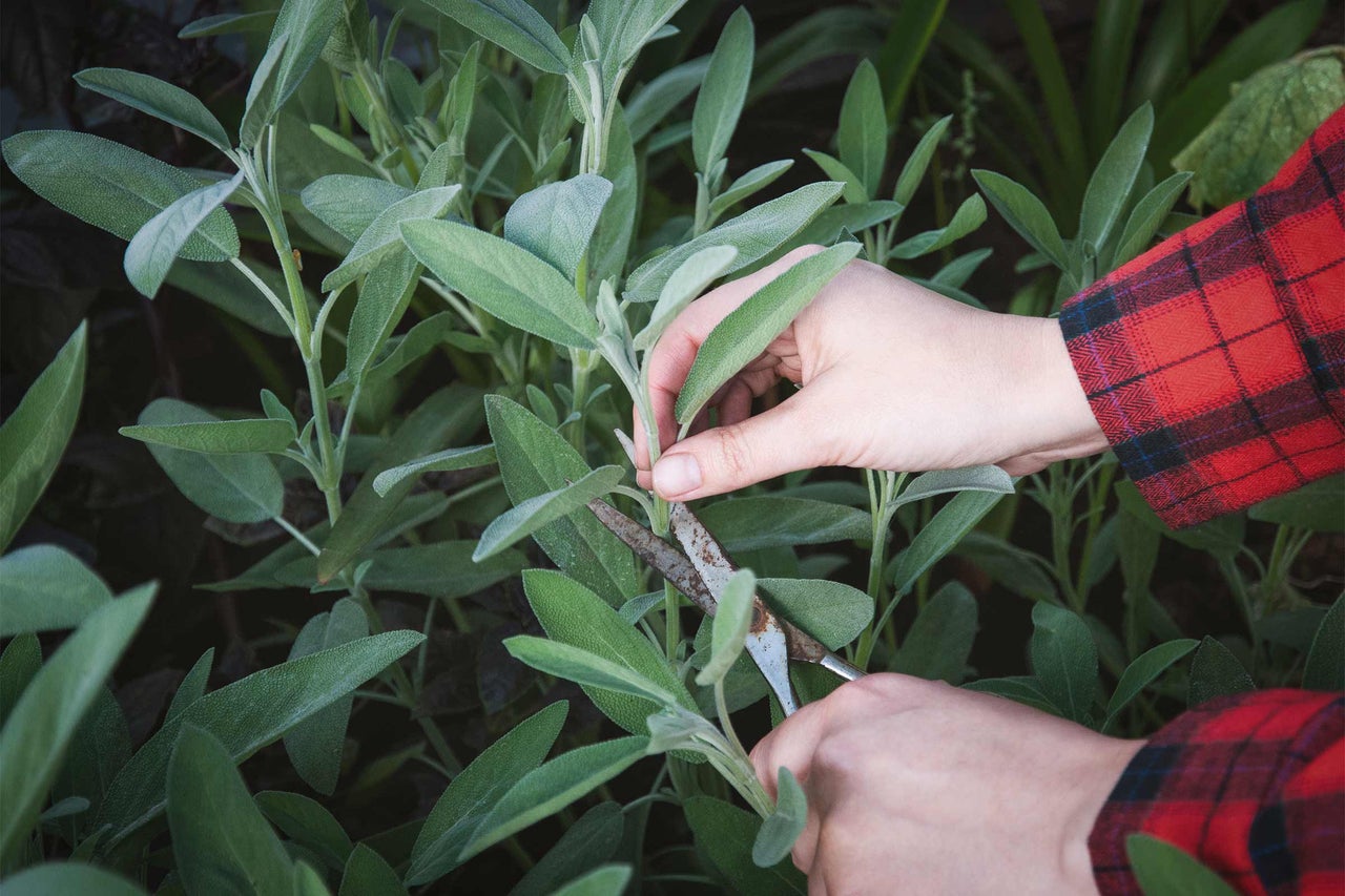 Eine Person schneidet Salbei mit einer Gartenschere.