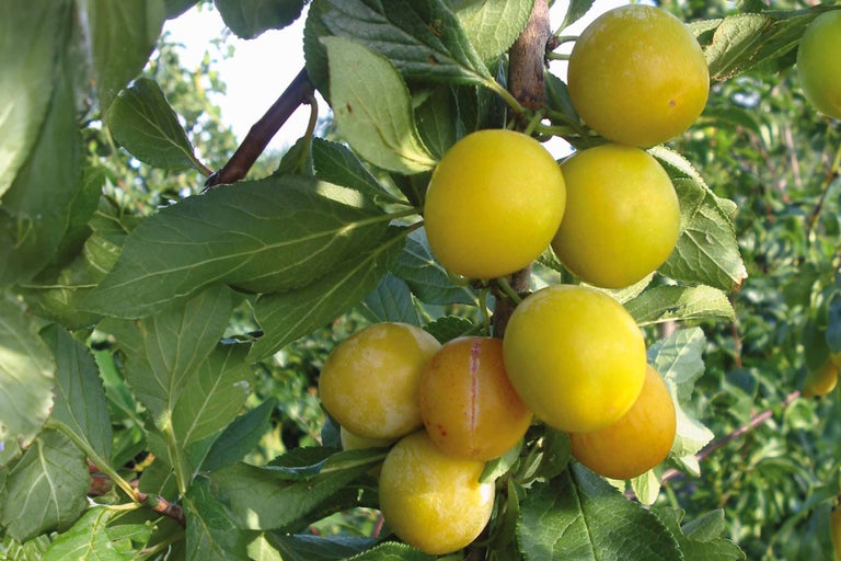 Prunes jaunes sur l'arbre avec des feuilles