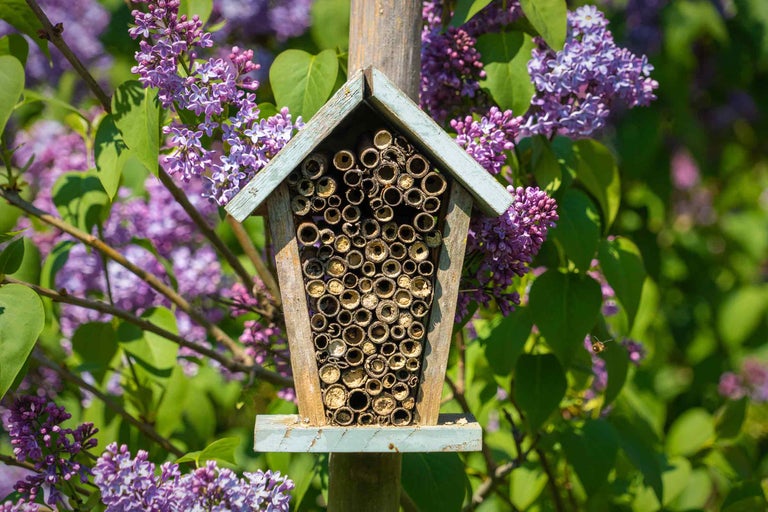 Hôtel à insectes en bois avec tubes en bambou et fleurs violettes