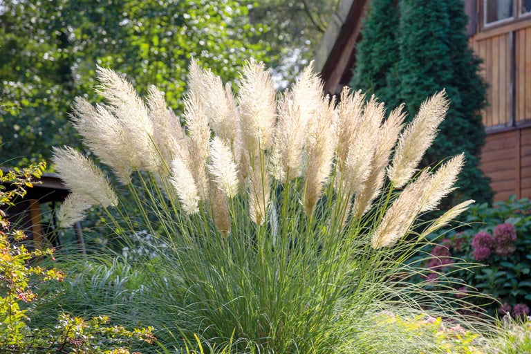 Tailler l’herbe de la pampa