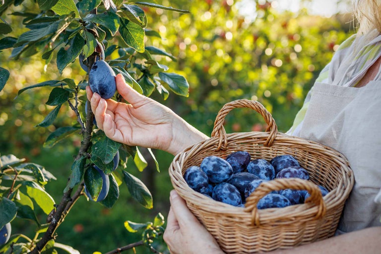 Pflaumenernte im Garten mit einem Korb voller frischer Pflaumen.