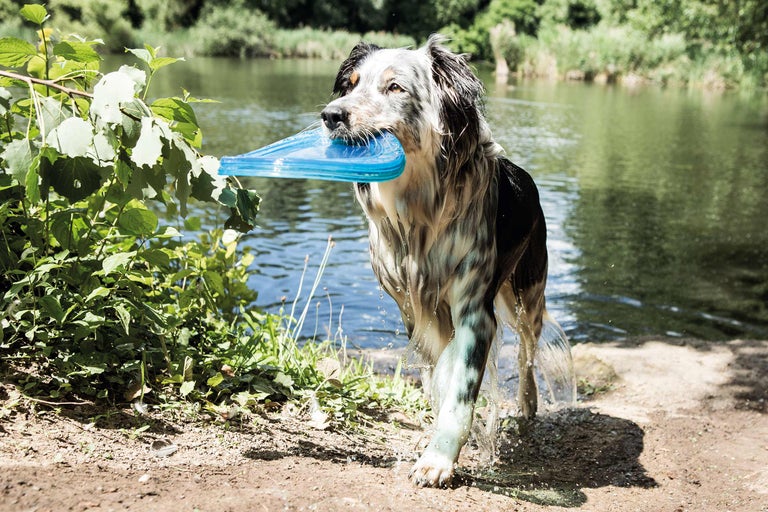 Hund trägt blaue Frisbee aus dem See