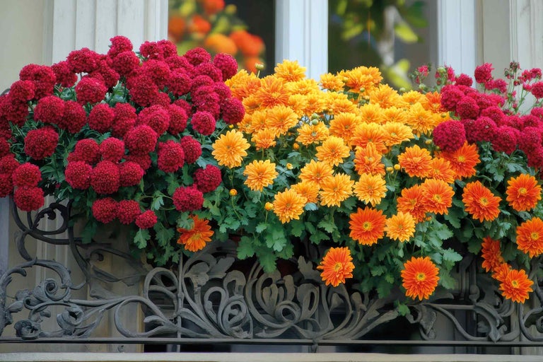 Blumenkasten mit roten und gelben Chrysanthemen vor einem Fenster