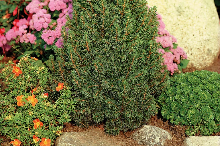 Épicéa nain dans un parterre de jardin avec des plantes à fleurs et des pierres
