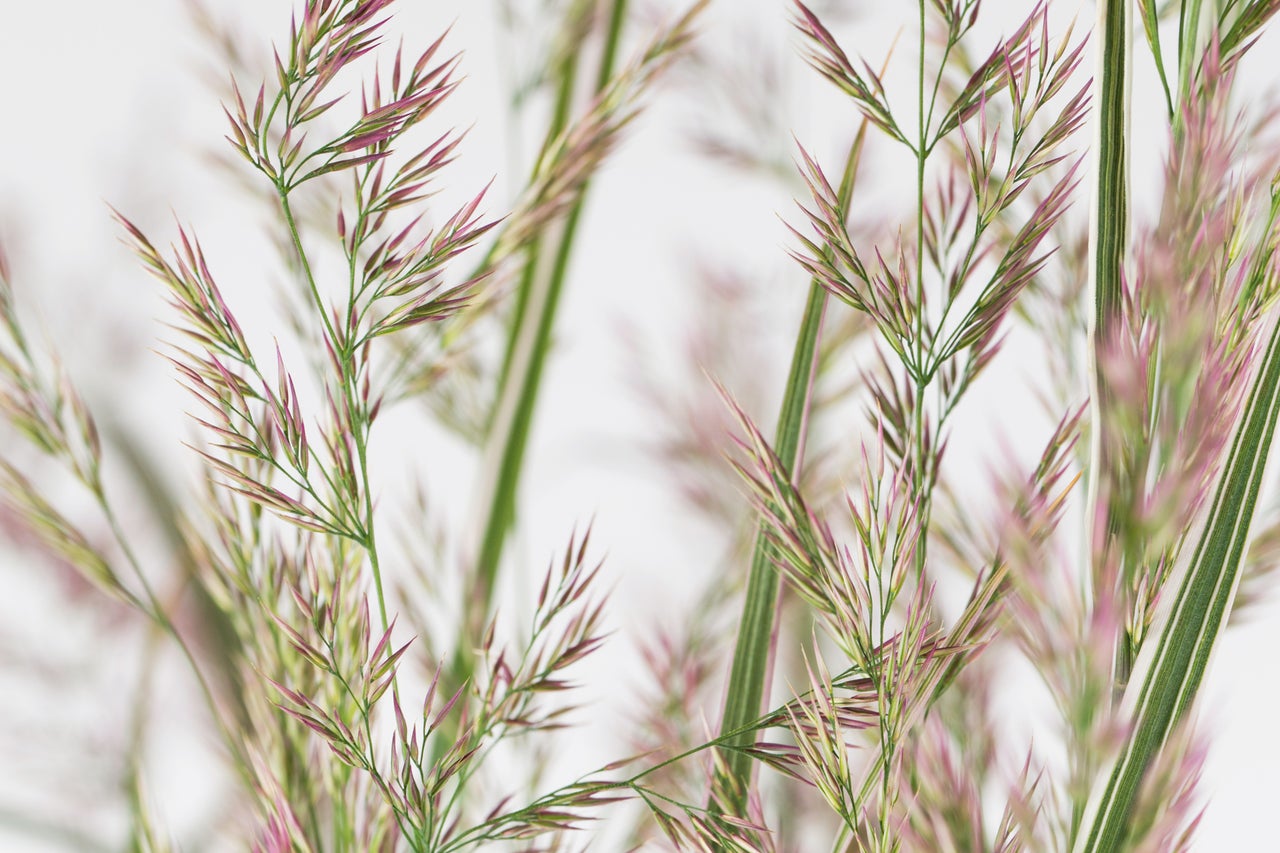Gros plan d'une graminée d'ornement avec des inflorescences délicates