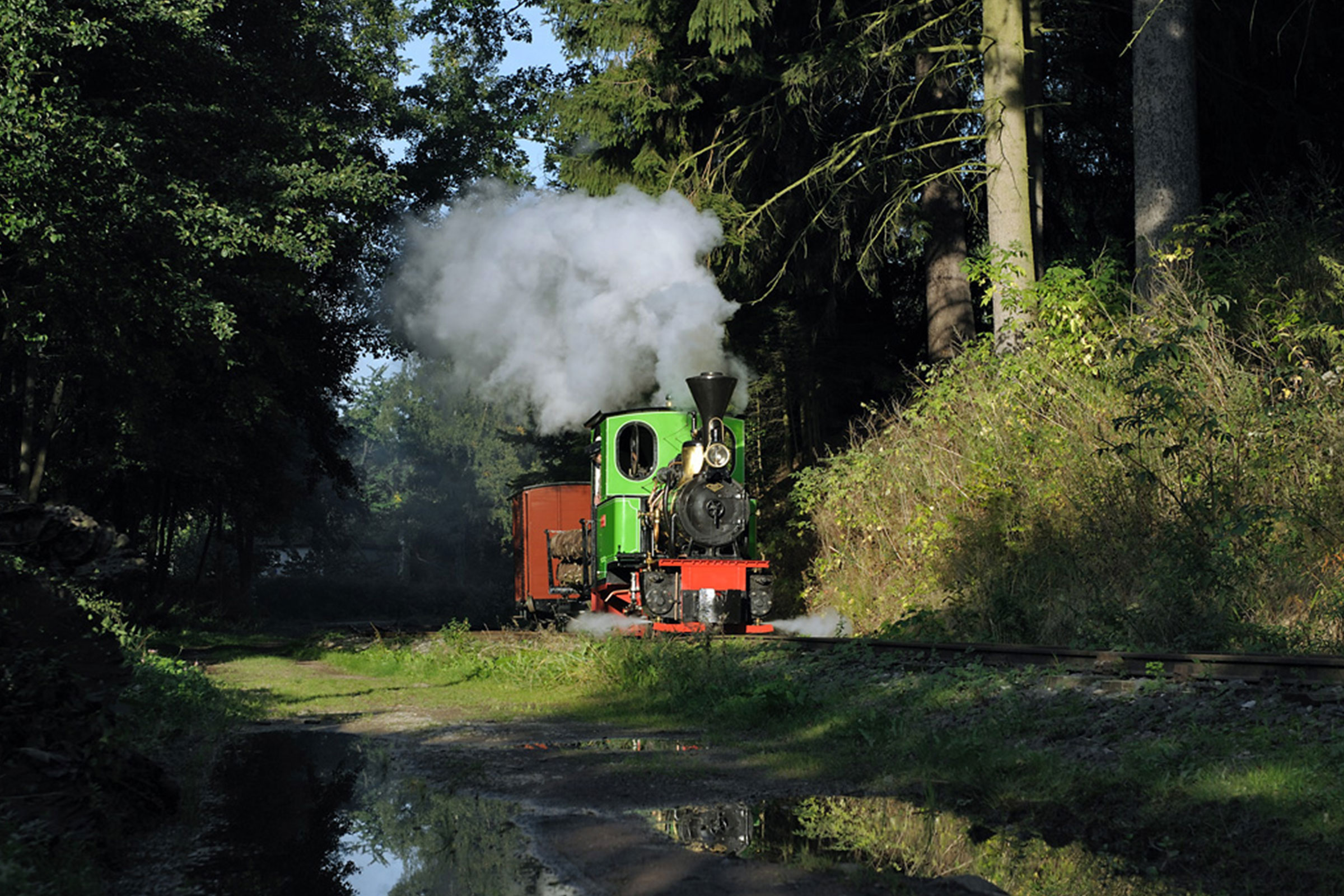 Une locomotive à vapeur traverse un paysage forestier.