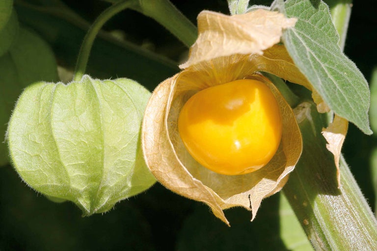 Physalis pflanzen