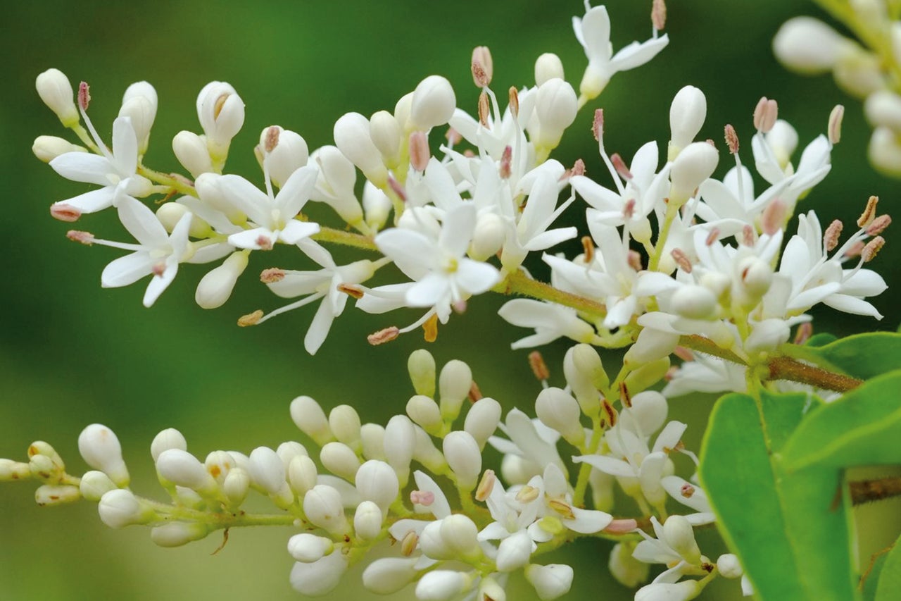 Inflorescence de troène avec des fleurs blanches