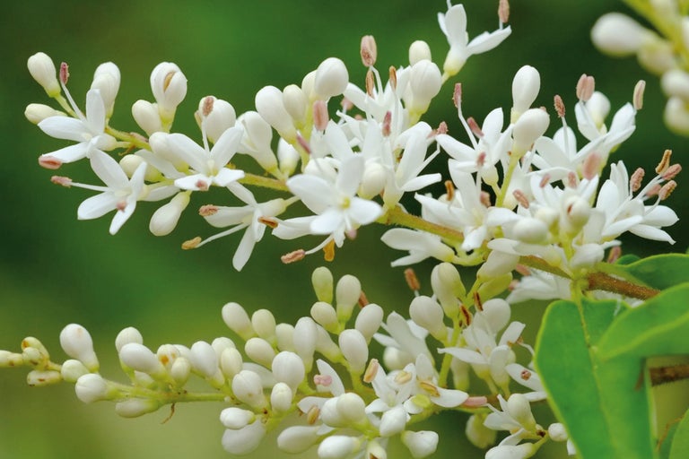 Inflorescence de troène avec des fleurs blanches