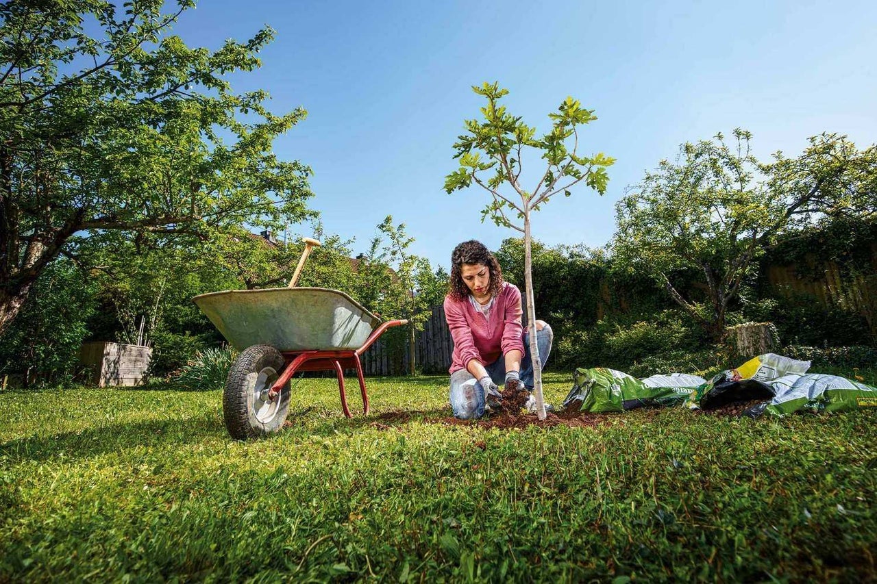 Femme plante un arbre dans le jardin avec une brouette et du terreau