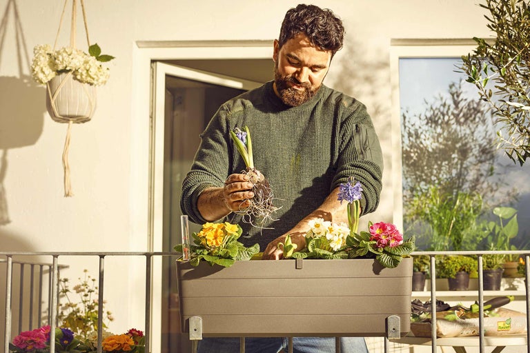 Un homme plante des jacinthes dans une jardinière avec des primevères
