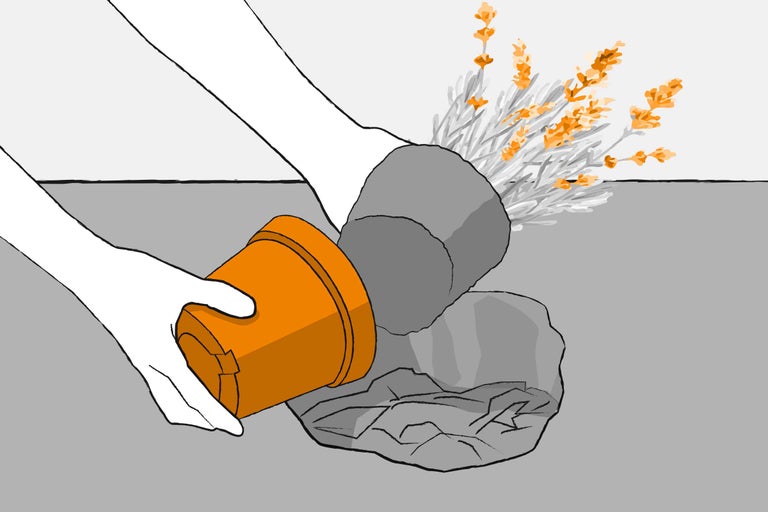 Umtopfen einer Pflanze in einen neuen Topf