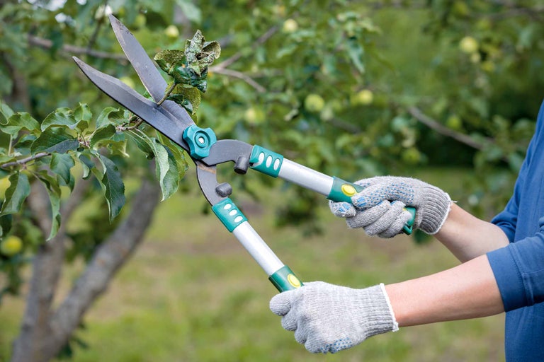 Eine Person benutzt eine Astschere zum Beschneiden eines Baumes im Garten.