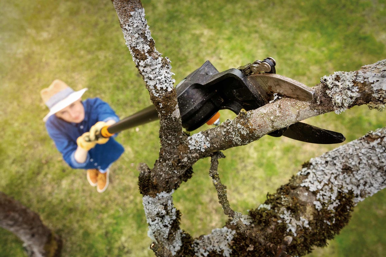 Eine Person, die einen Ast mit einer Astschere schneidet, aus der Vogelperspektive aufgenommen.
