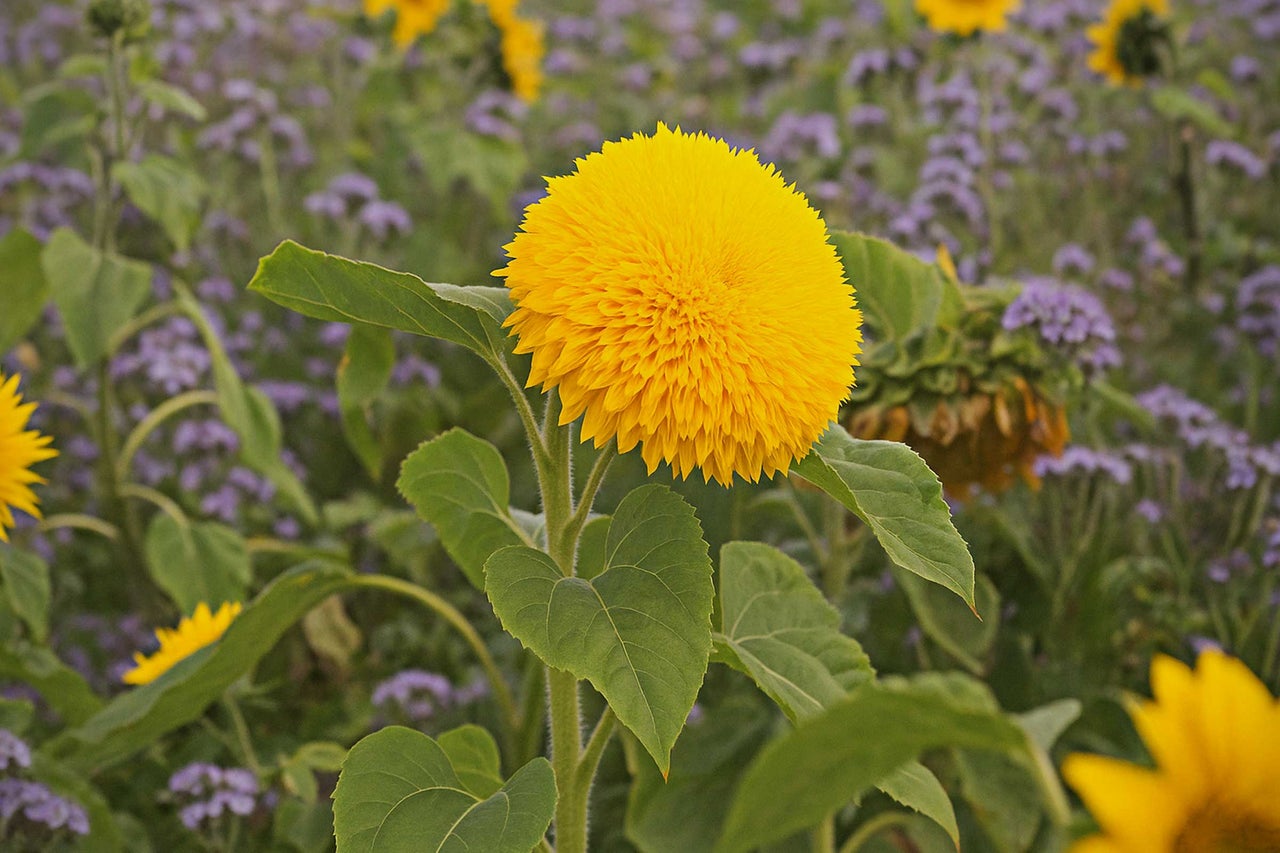 Sonnenblumen im Garten