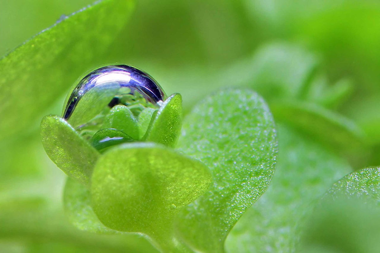 Gros plan d'une goutte d'eau sur une plante verte