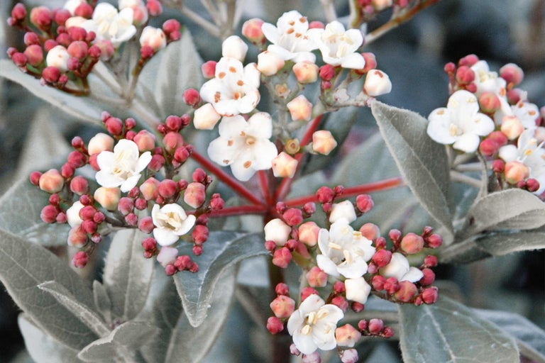 Gros plan sur une variété fleurie de spirée arbustive