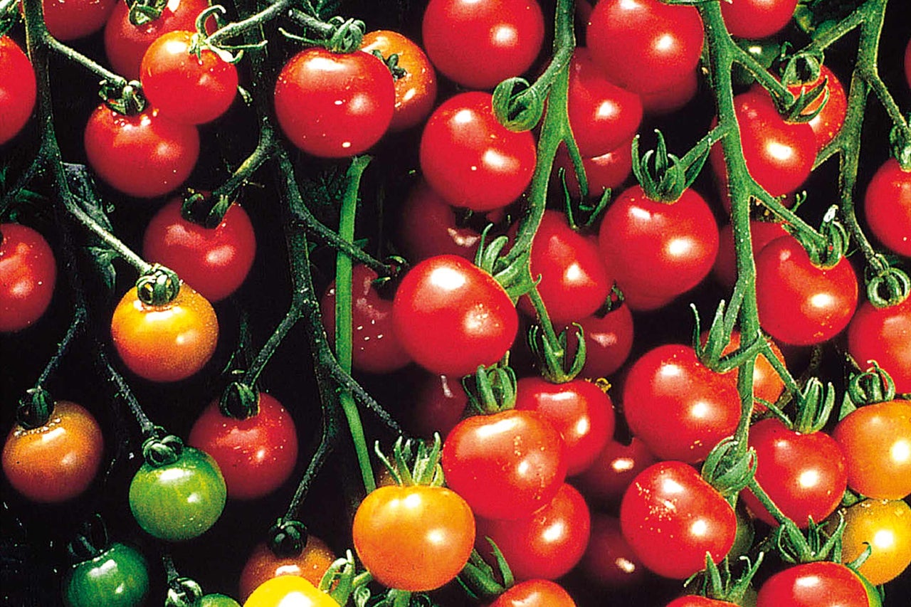 Gros plan de tomates cerises sur une plante