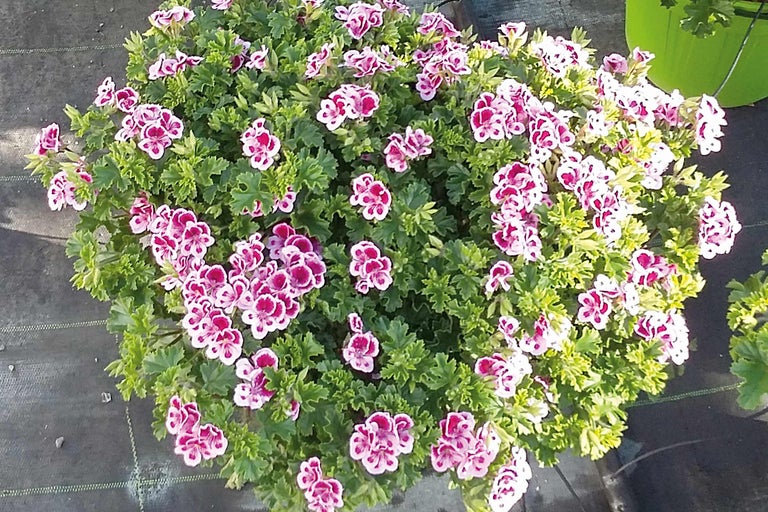 Géranium touffu avec des fleurs rose foncé et blanches