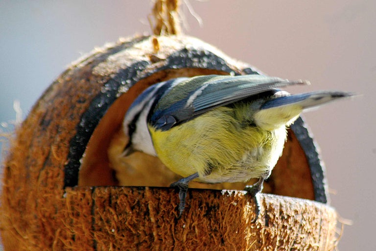 Mésange bleue dans une mangeoire à oiseaux en noix de coco