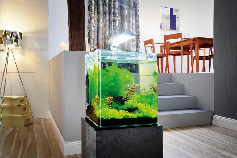 Aquarium décoratif avec des plantes sur un socle dans un espace de vie.