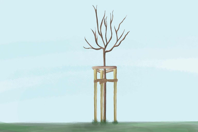 Jeune arbre avec tuteurs