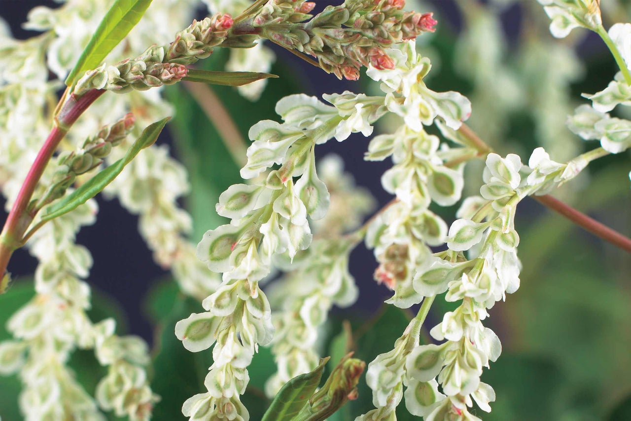 Inflorescence de renouée
