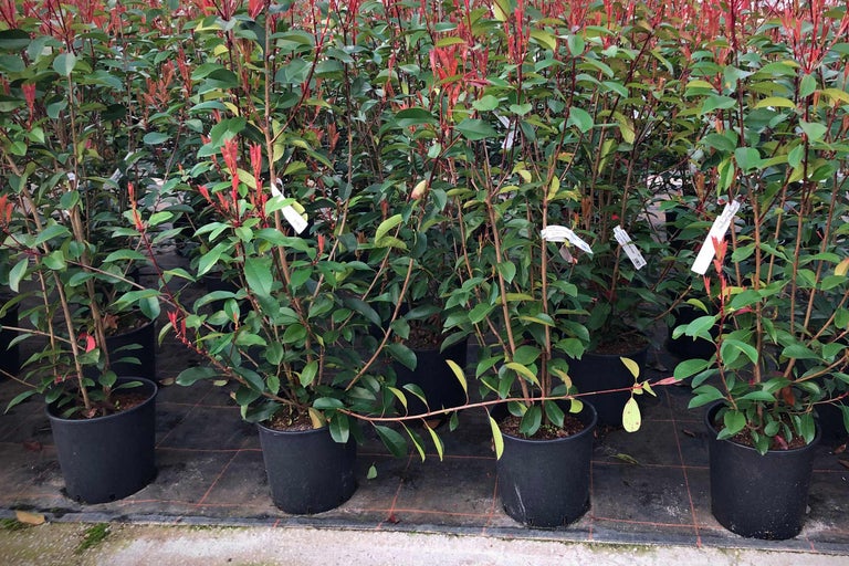 Photinia en pots noirs dans une pépinière.