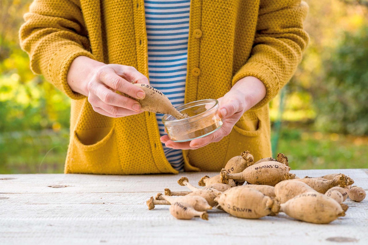 Eine Person, die Dahlienknollen in eine Schale mit Bewurzelungspulver taucht, um die Wurzelbildung vor dem Einpflanzen zu fördern.