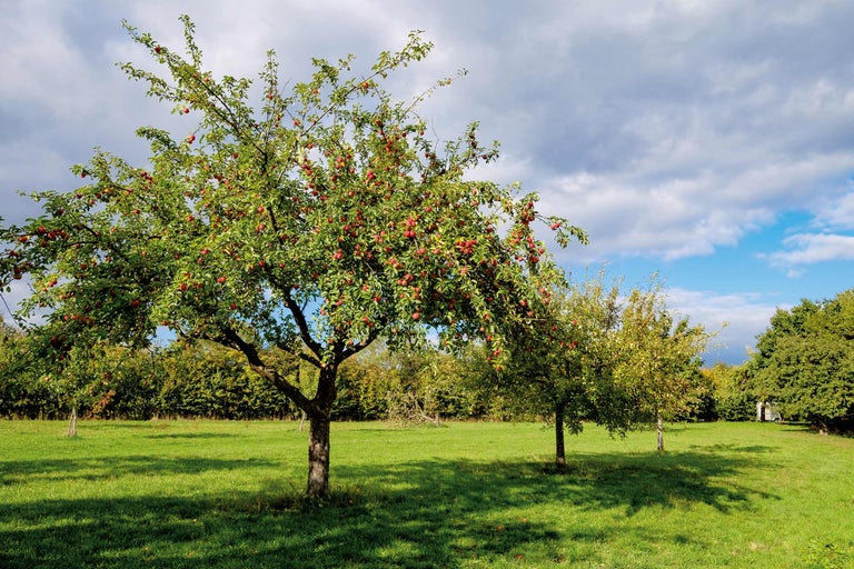 Pommier dans le jardin avec beaucoup de pommes