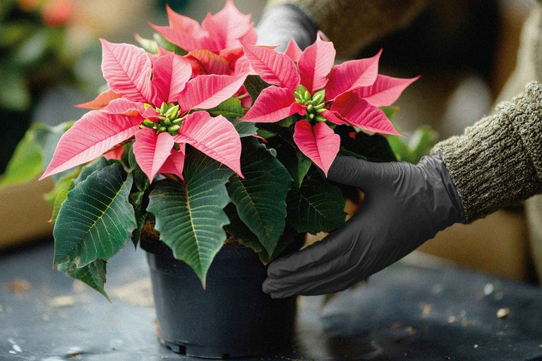 Weihnachtsstern Pflege