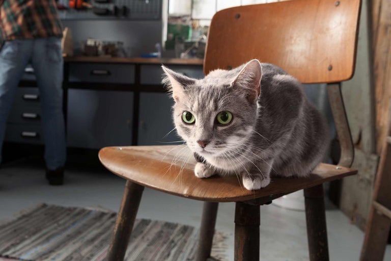 Katzenhaltung