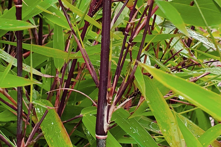 Gros plan sur du bambou noir avec des feuilles vertes.
