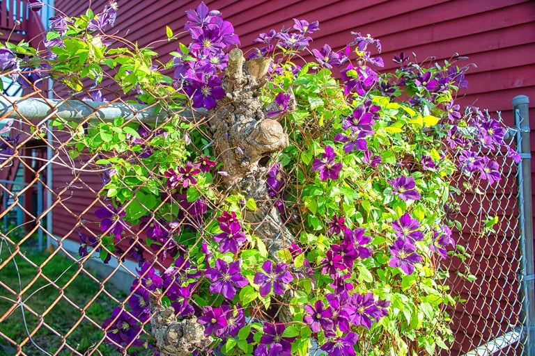 Kletterpflanze mit lila Blüten auf einem Zaun