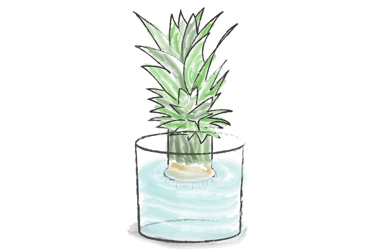 Plant d'ananas dans un verre avec de l'eau