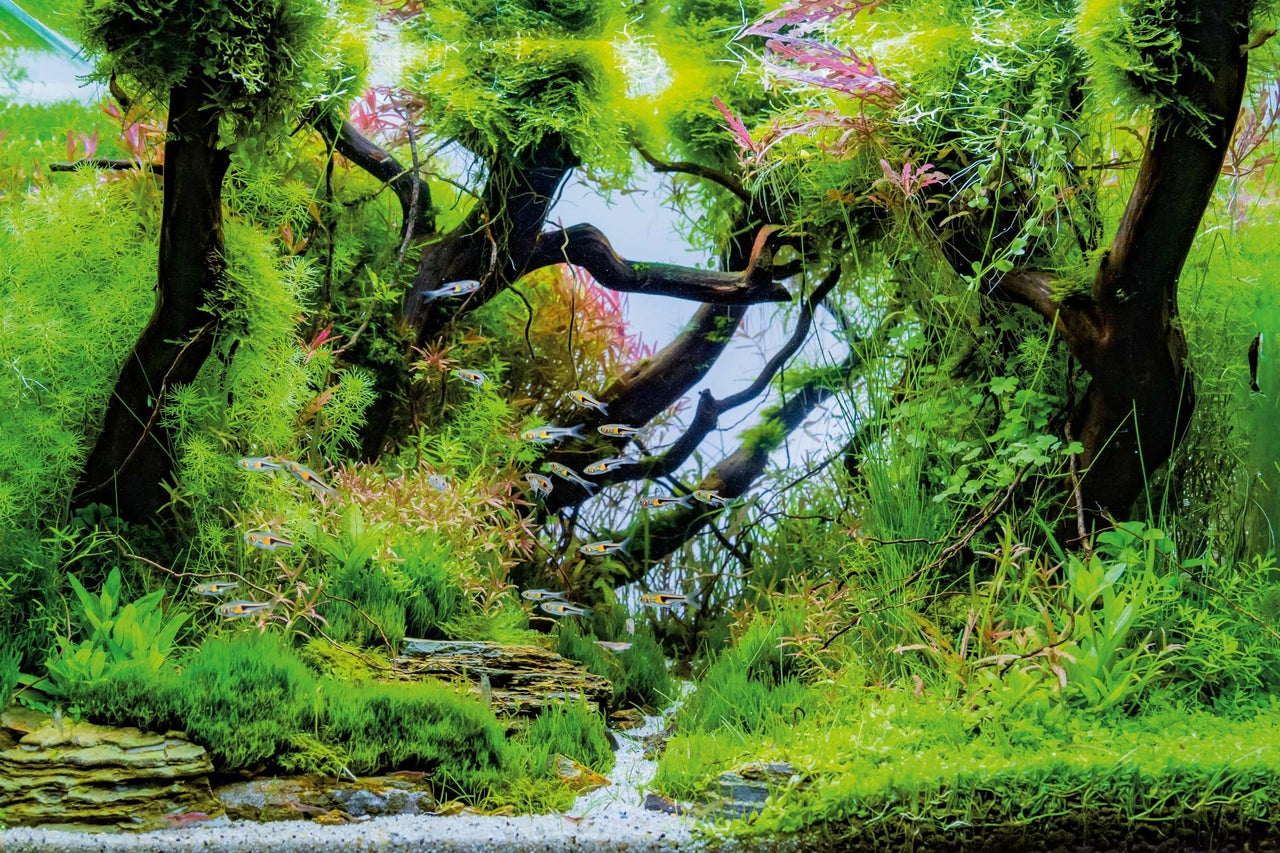 Gros plan d'un aquarium avec des plantes, des pierres et de petits poissons
