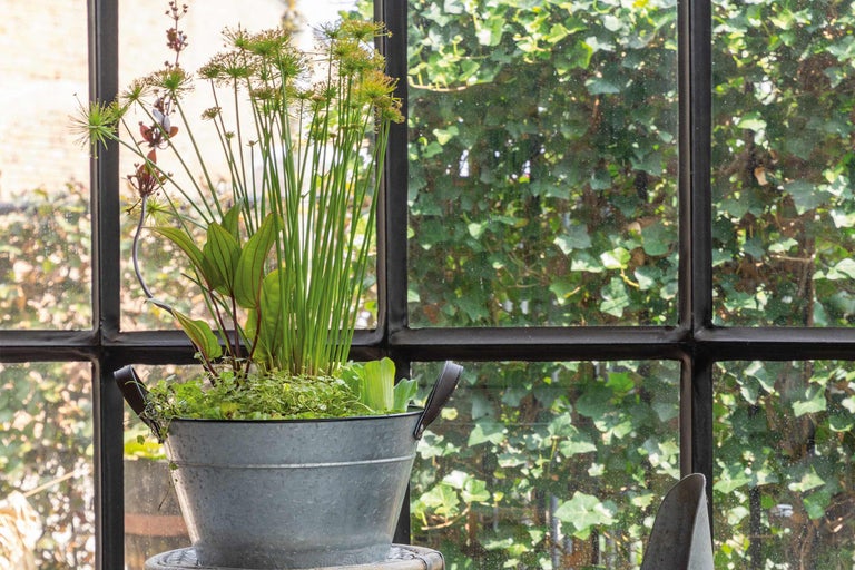 Arrangement de plantes dans un seau en zinc devant une fenêtre à croisillons