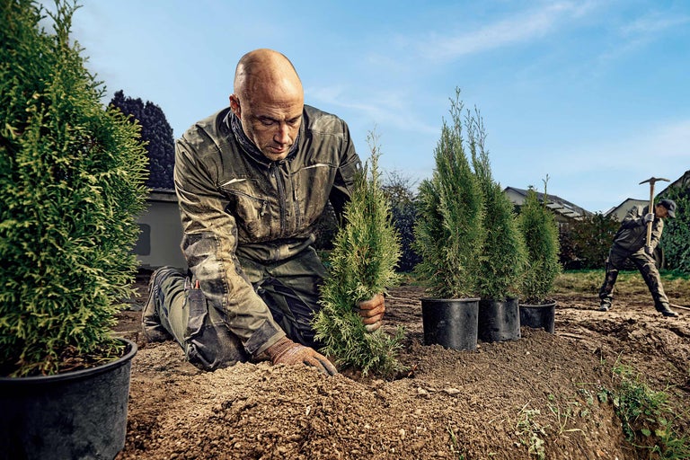Mann pflanzt Thujahecken in den Garten.