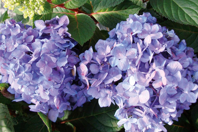Gros plan sur des fleurs d'hortensia violettes avec des feuilles vertes