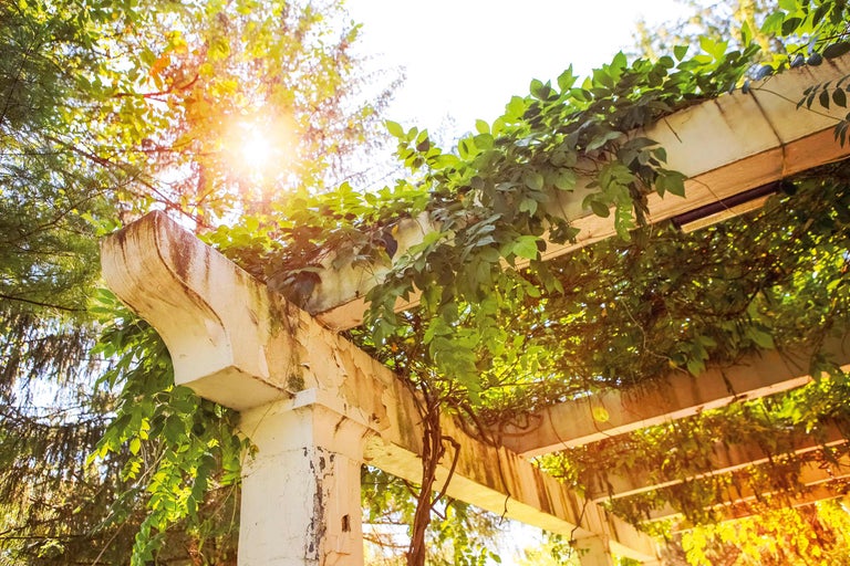 Pergola mit grünen Pflanzen in einem Garten