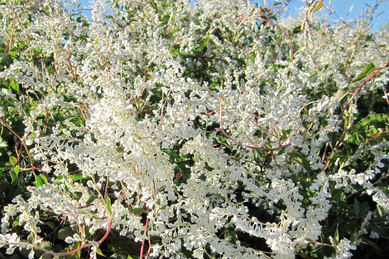 Photo d'une plante grimpante en fleurs