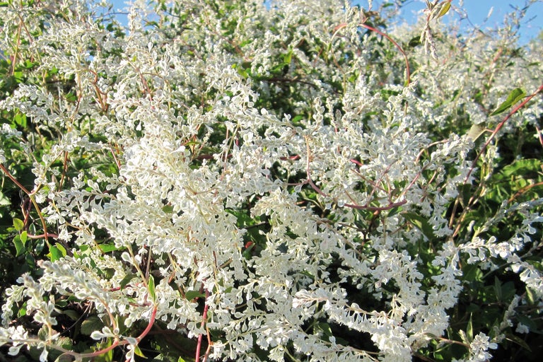 Photo d'une plante grimpante en fleurs