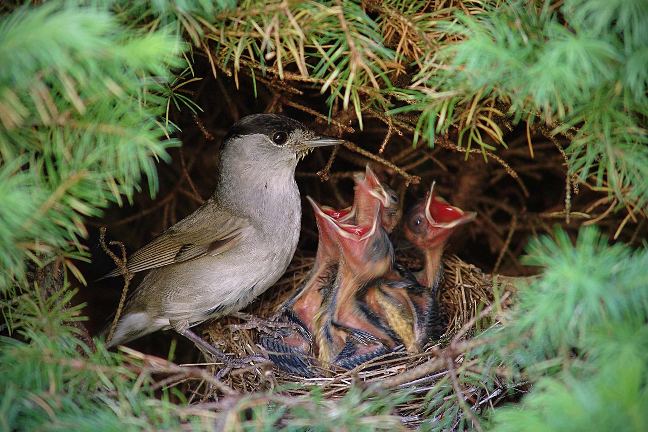 Un oiseau avec des oisillons dans un nid entre des branches vertes.