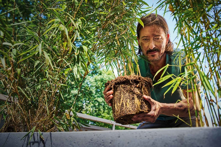 Planter le bambou: quand, où et comment?