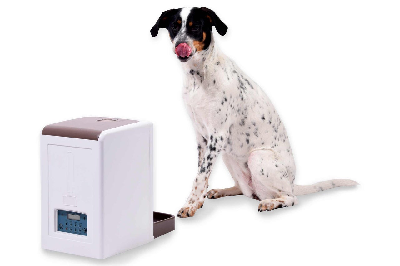 Hund sitzt neben Futterautomat