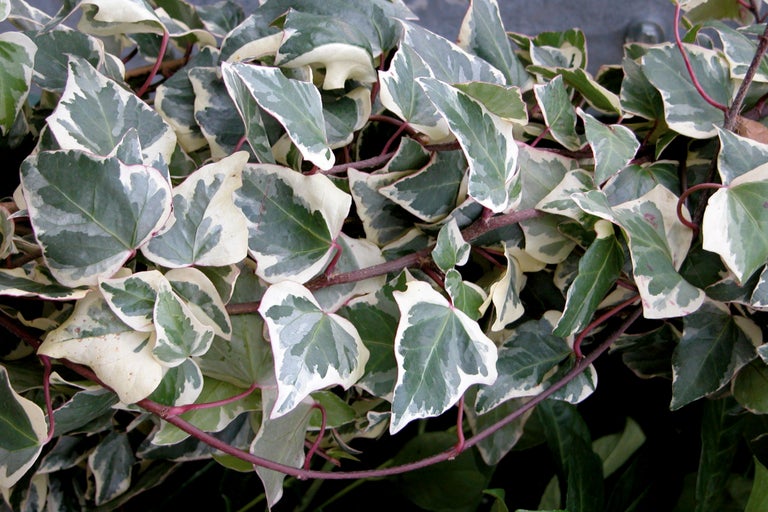 Lierre aux feuilles vertes et blanches.
