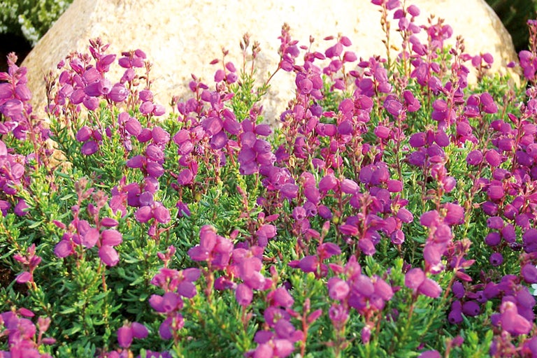 Gros plan de plantes de bruyère à clochettes dans le jardin